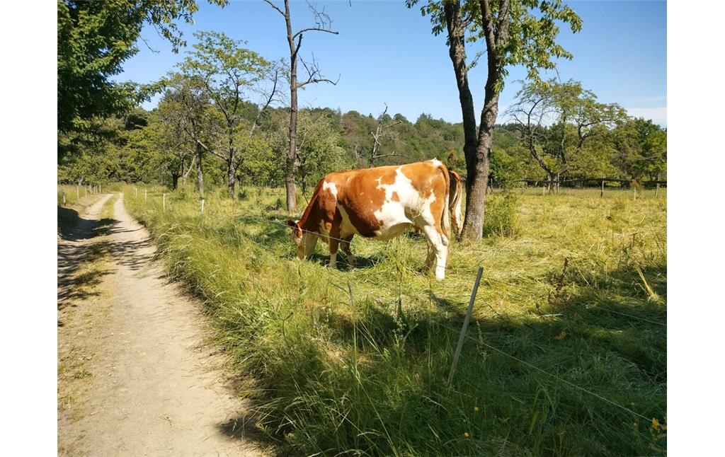 Kühe im Naturschutzgebiet Hintere Dick bei Boppard
