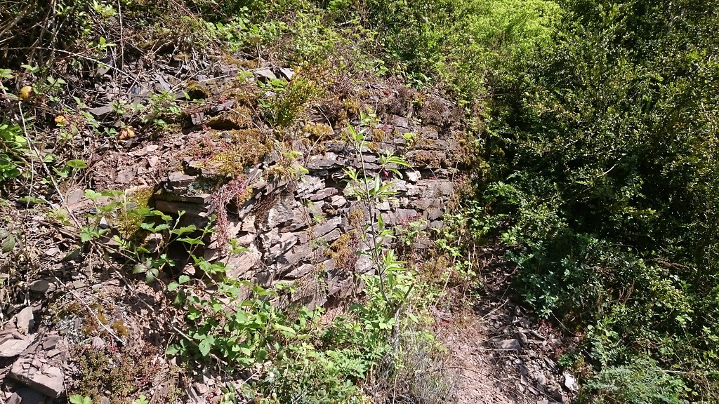 Trockenmauer mit Pflanzenbewuchs im Calmont (2017)