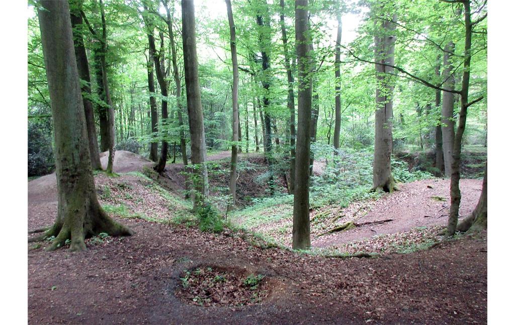 Die im Gelände heute noch gut auszumachenden Sandgruben bzw. -kaulen im Königsdorfer Wald bei Pulheim-Dansweiler (2019).
