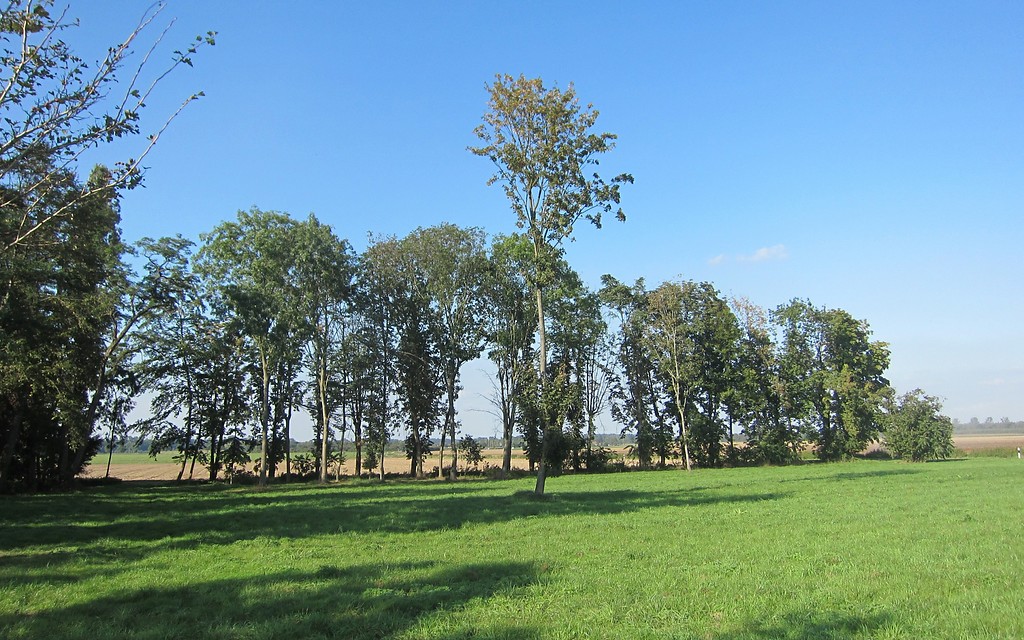 Baumreihe als typisches Landschaftselement an Erft und Gill bei Gut Norbisrath, einem ehemaligen Rittersitz bei Neukirchen-Hülchrath (2014)