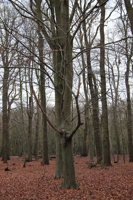 Waldwege im Tannenbusch ("Dennen Busch") bei Goch: Kernwuchsbuchen (2013).