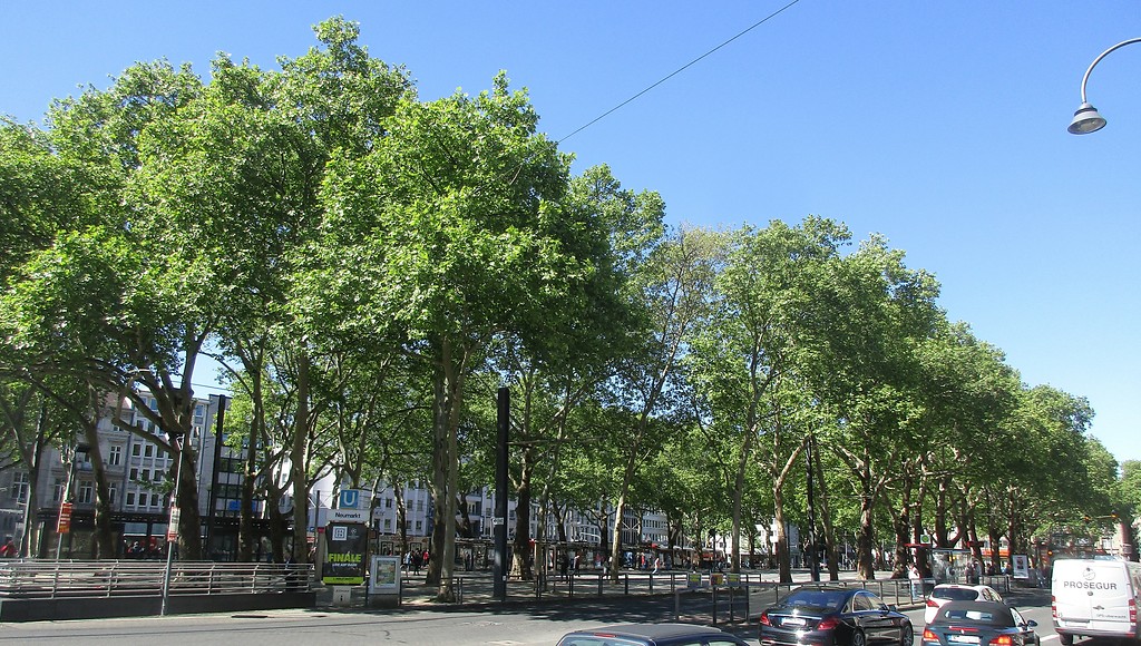Blick von der Hahnenstraße im Südwesten des Neumarkts auf den weitestgehend von einer Baumreihe verdeckten Platz in Köln-Altstadt-Süd (2019).