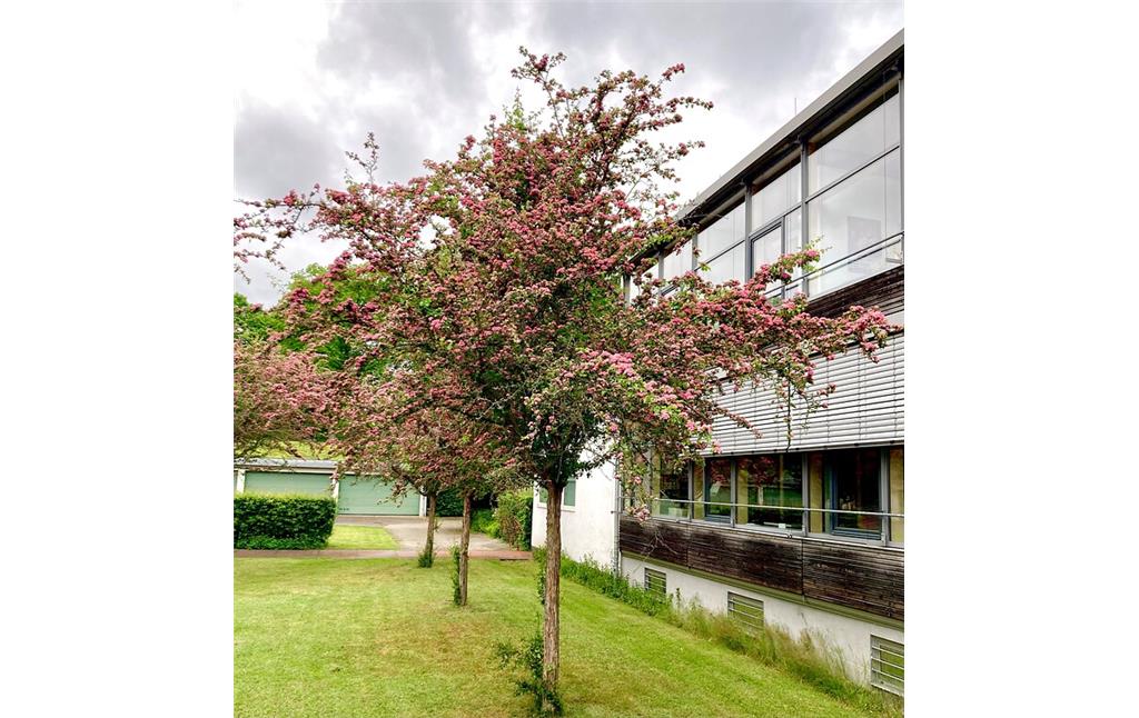 Blick auf die Bäume vor dem Archiv des LVR (ALVR) in Pulheim-Brauweiler (2021).