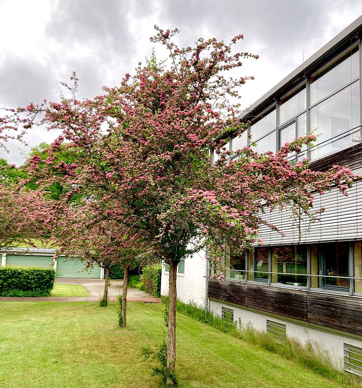 Blick auf die Bäume vor dem Archiv des LVR (ALVR) in Pulheim-Brauweiler (2021).