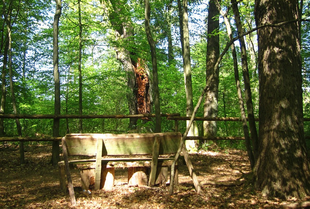 Die "tausendjährige" Boxhohn-Eiche in Troisdorf-Altenrath hinter dem schützenden Holzgitter, davor eine Ruhebank (2014)