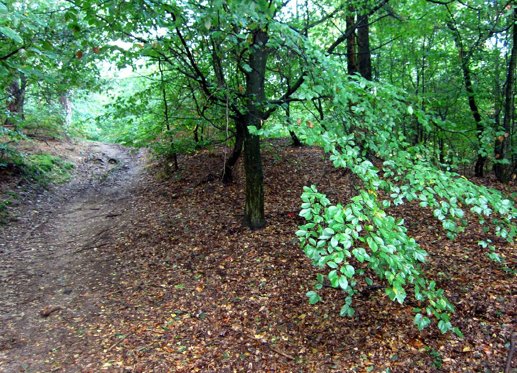 Ravensberg in der Wahner Heide (2011)