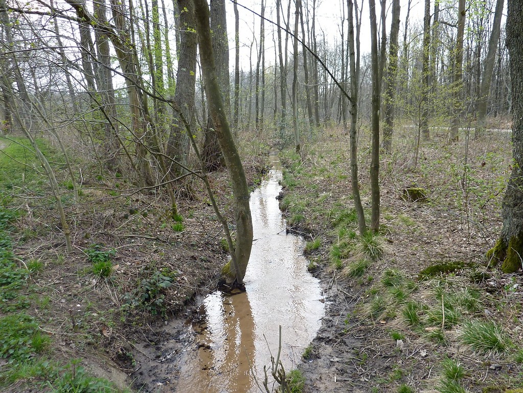 Teichlandschaft Lohmarer Wald zwischen Lohmar und Siegburg: Der wieder zu einem klaren Sandbach regenerierte Rothenbach südlich von Lohmar (2010).