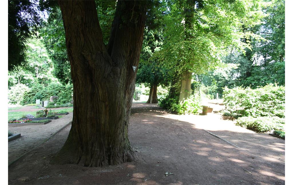 Lebensbaum auf dem Evangelischen Friedhof am Homberg in Diersfordt (2022)