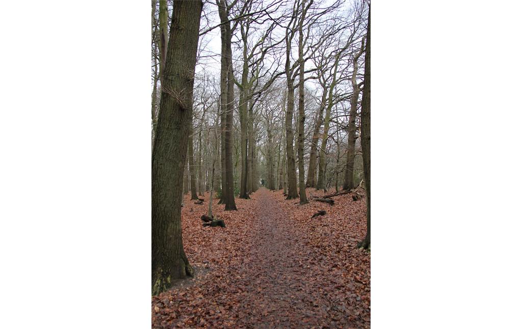 Waldweg im Tannenbusch bei Goch (2013)