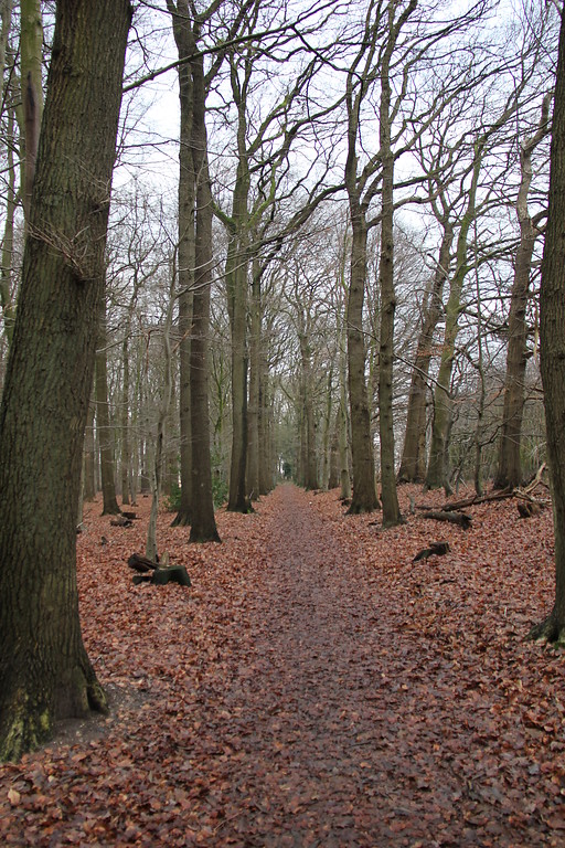 Waldweg im Tannenbusch bei Goch (2013)