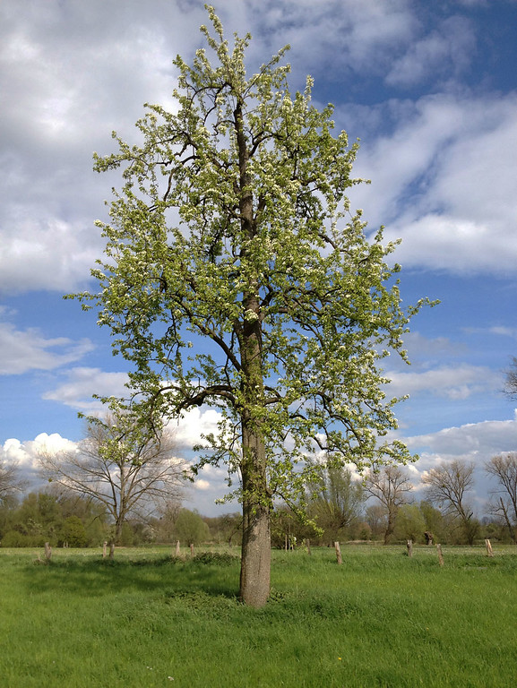 Mächtiger Hochstamm-Obstbaum in der Urdenbacher Kämpe (2012)