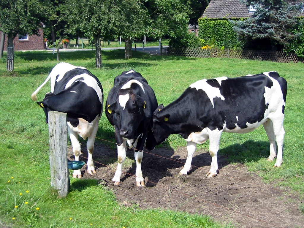Schwarzbunte Holstein-Rinder auf einer Weide in Rees-Haldern (2008).