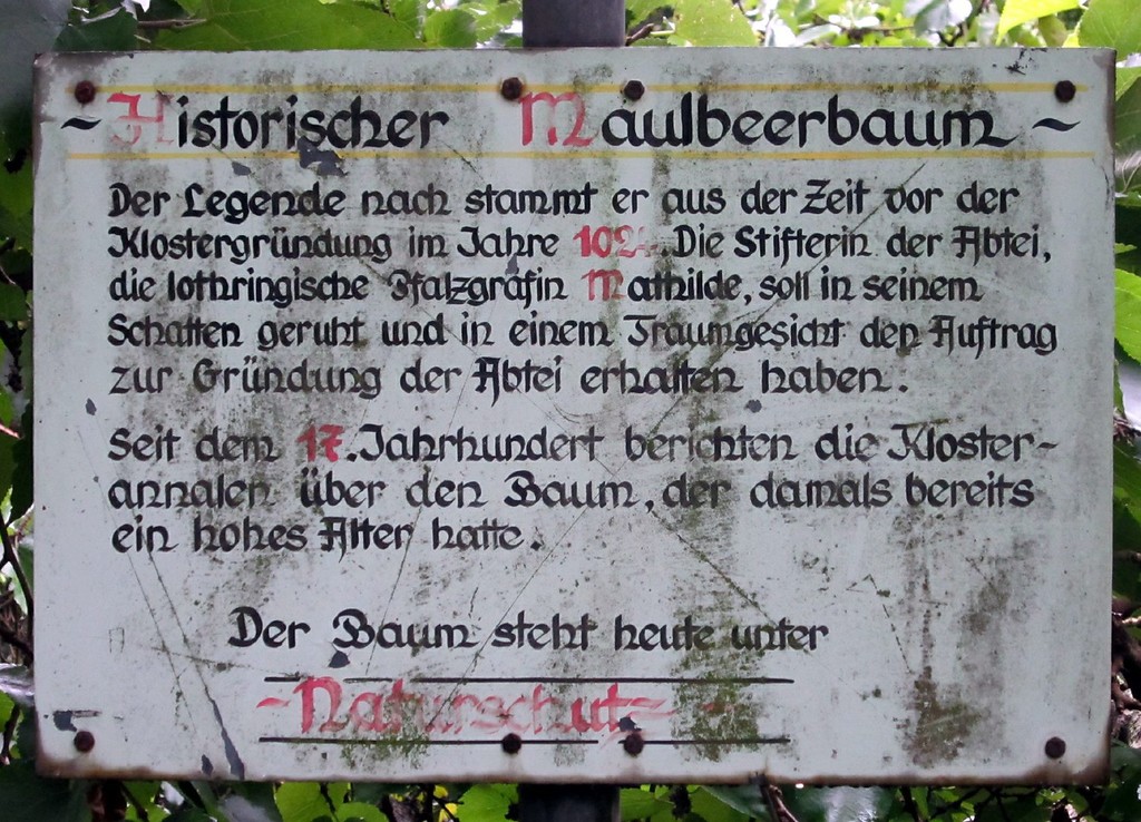Hinweistafel am Maulbeerbaum im Abteipark Brauweiler (2011).