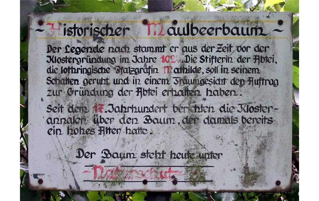 Hinweistafel am Maulbeerbaum im Abteipark Brauweiler (2011).