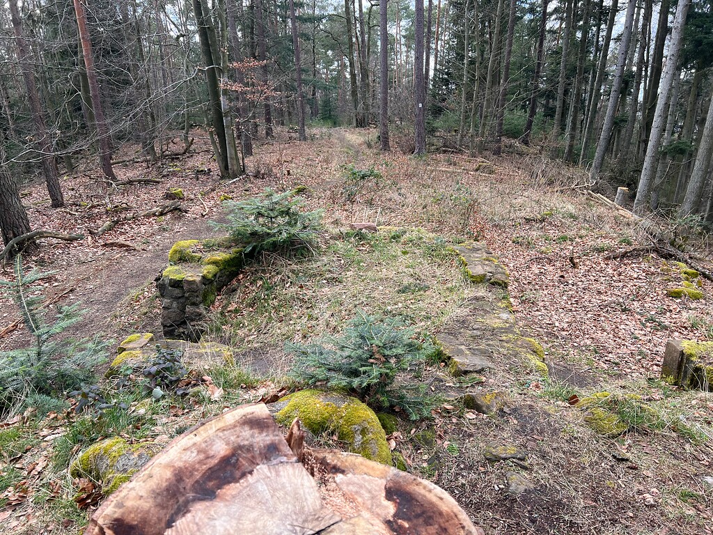 Blick Richtung Westen von der Ruine Jagdschlösschen Murrmirnichtviel bei Bad Dürkheim