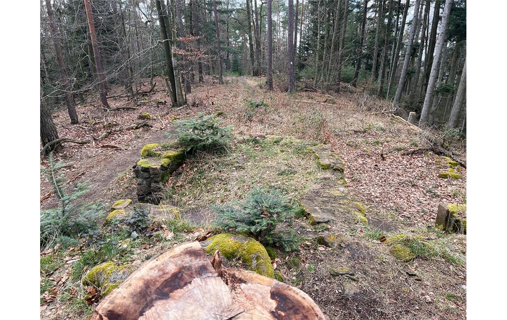 Blick Richtung Westen von der Ruine Jagdschlösschen Murrmirnichtviel bei Bad Dürkheim