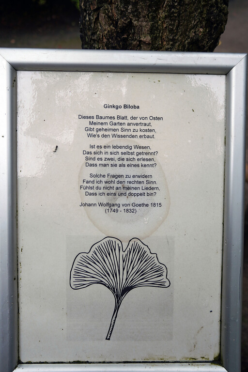 Gedicht "Gingo Biloba" (Originalschreibweise) von Johann Wolfgang von Goethe am Ginko-Baum im Forstbotanischen Garten in Köln-Rodenkirchen (2021).