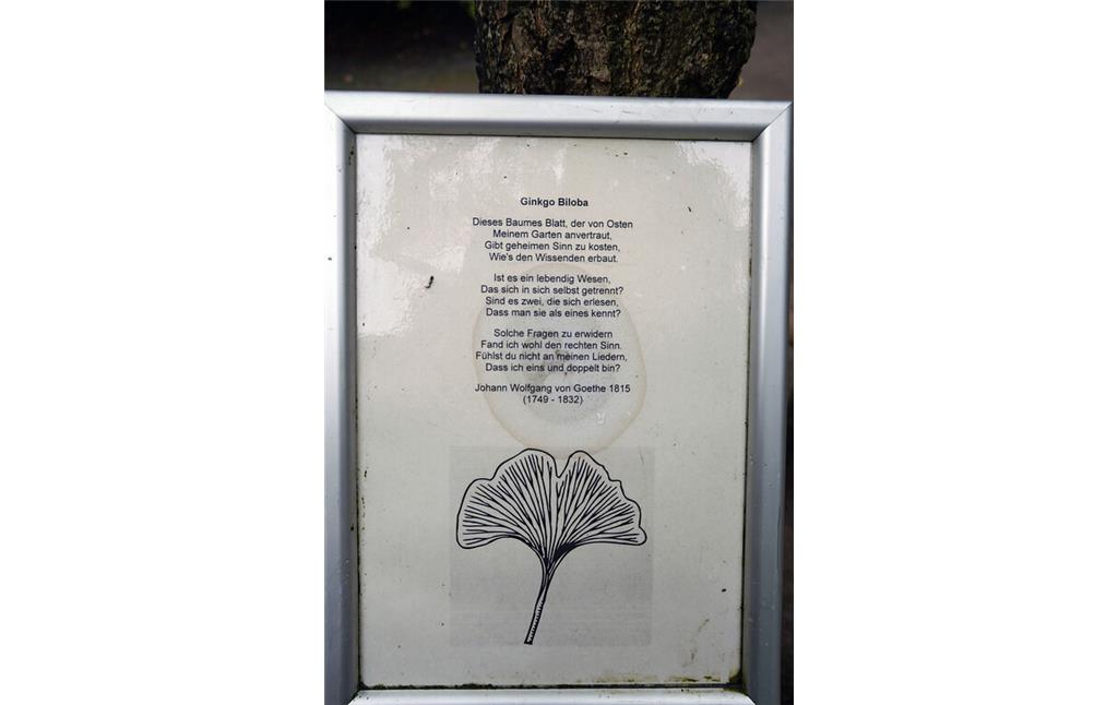 Gedicht "Gingo Biloba" (Originalschreibweise) von Johann Wolfgang von Goethe am Ginko-Baum im Forstbotanischen Garten in Köln-Rodenkirchen (2021).