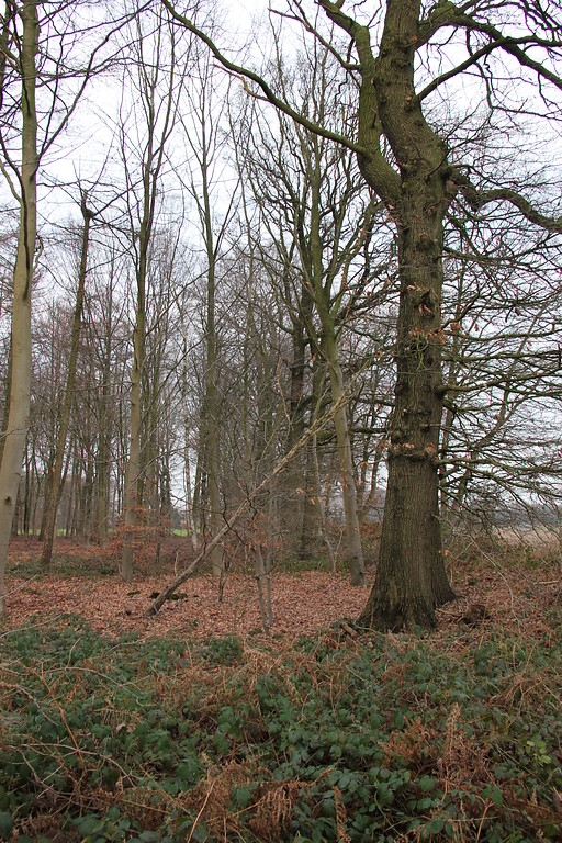Waldfläche in Nierswalde (2013)