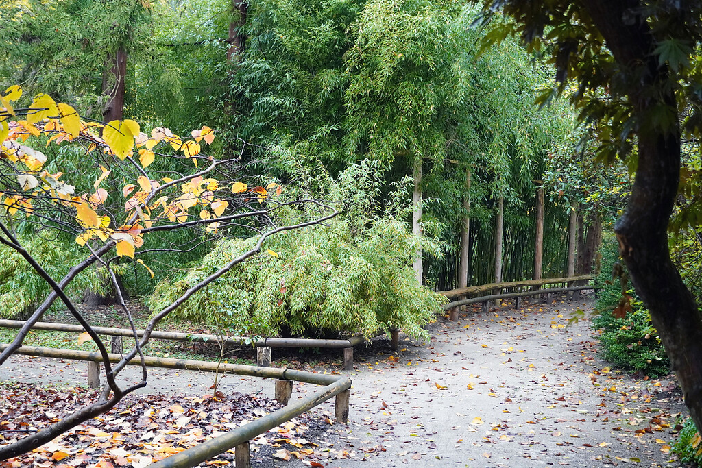 Wege mit Bambus im Forstbotanischen Garten in Köln-Rodenkirchen (2021)