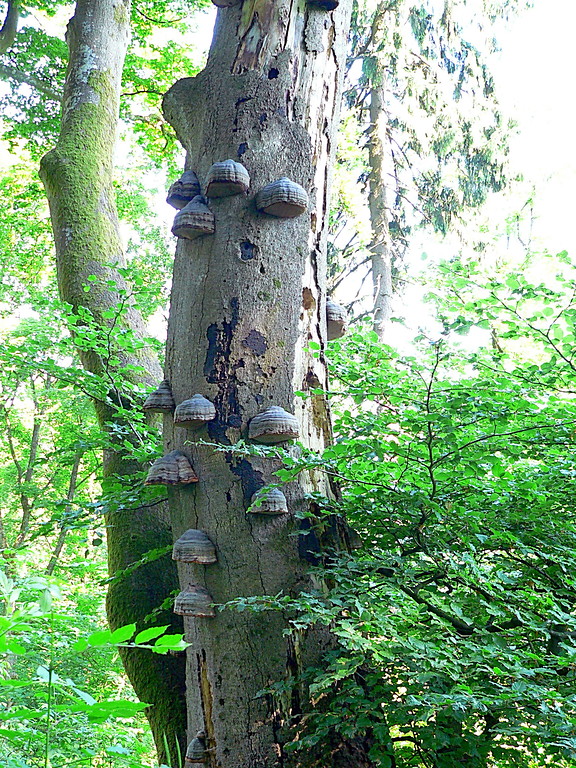 Bäume und Totholz der Ulmen im naturnahen Wald am Barsberg in Bongard (2008).