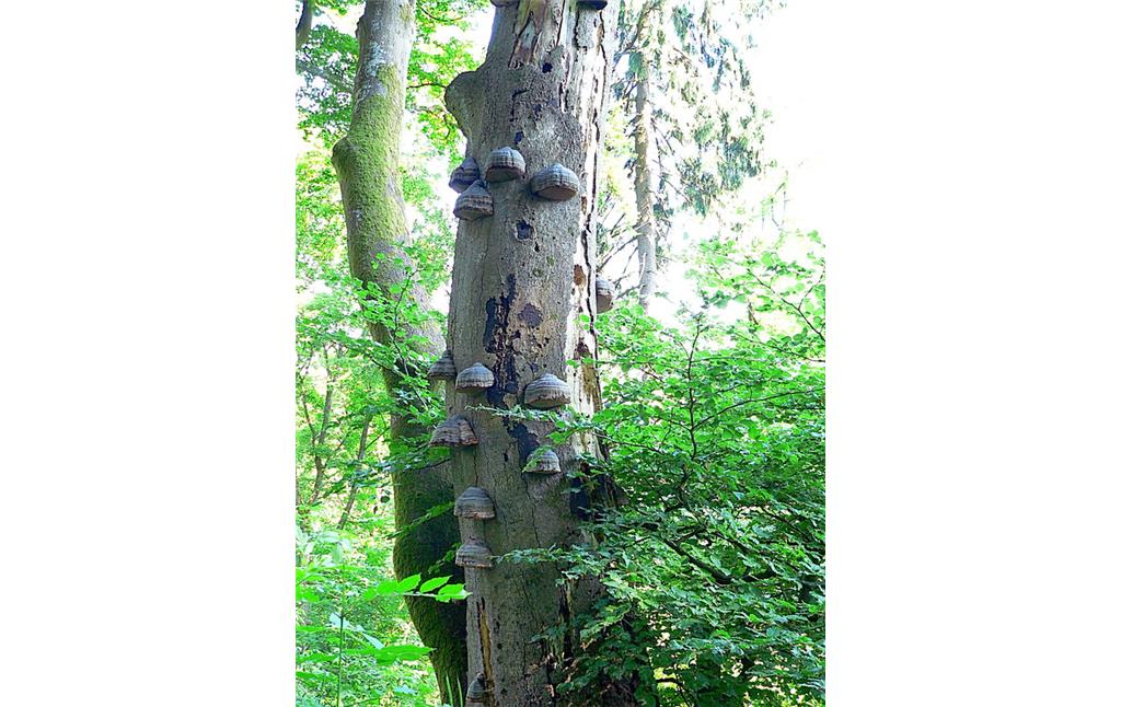 Bäume und Totholz der Ulmen im naturnahen Wald am Barsberg in Bongard (2008).