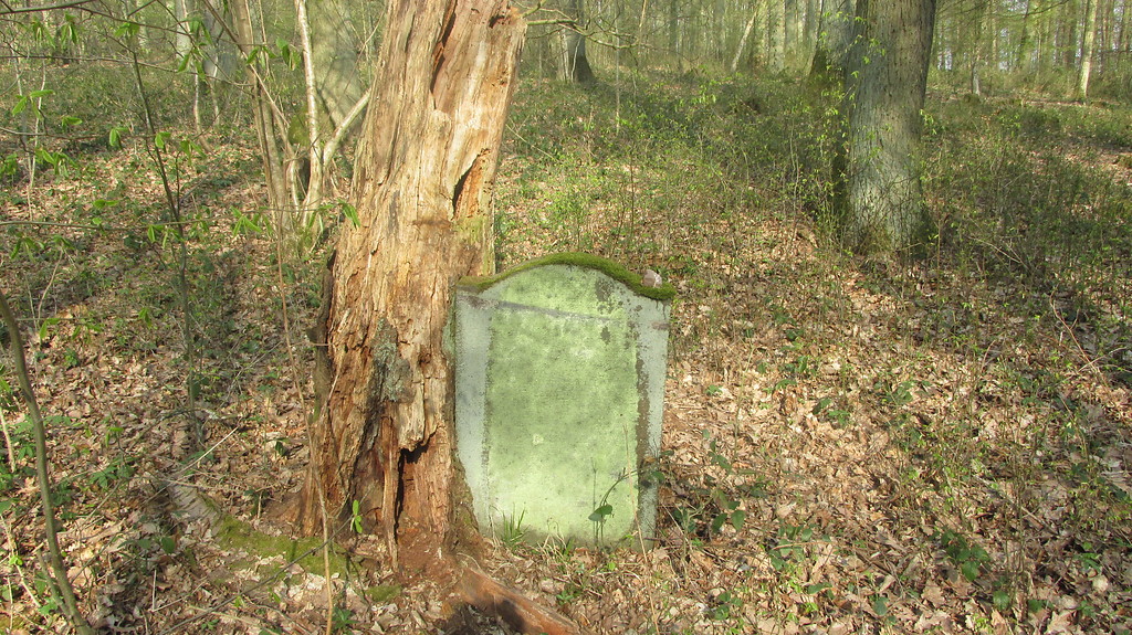 Ein Grabstein auf dem früheren Judenfriedhof im "Fürstlich Elzer Wald" bei Wierschem, ein benachbarter Baum ist im Laufe der Zeit um den Stein herum gewachsen (2014)