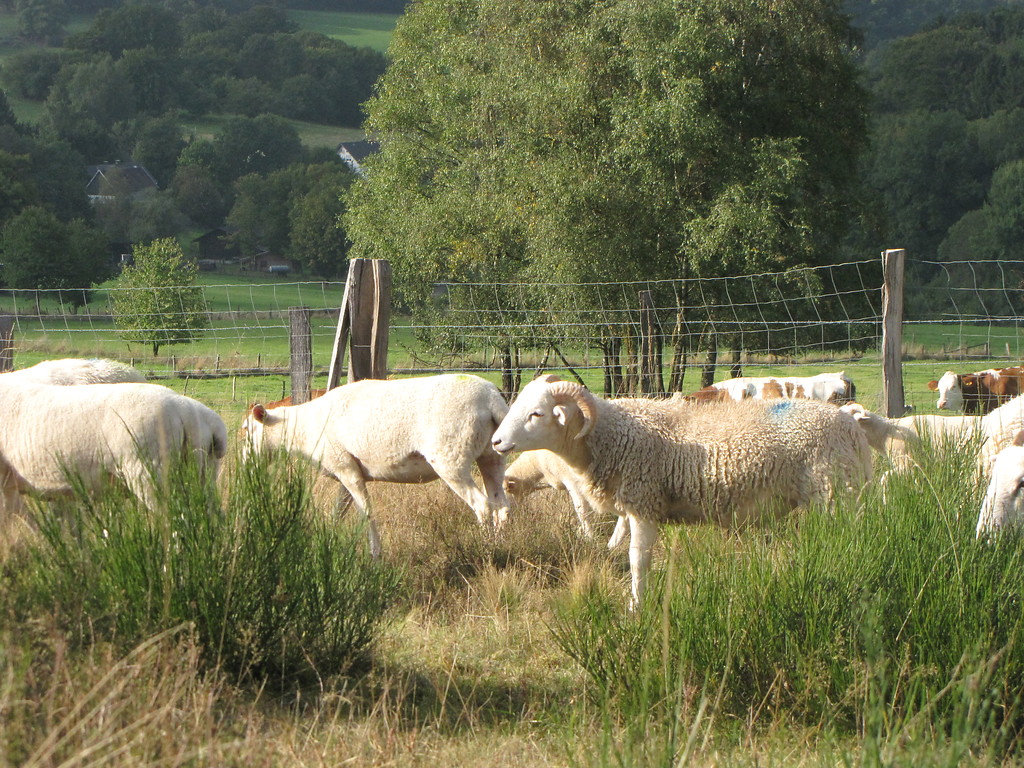 Schafe auf dem Magerrasen bei Reichshof-Buchen (2013)