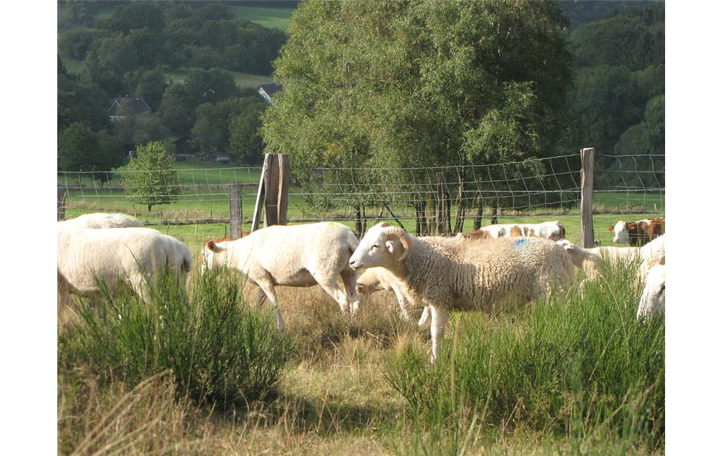 Schafe auf dem Magerrasen bei Reichshof-Buchen (2013)