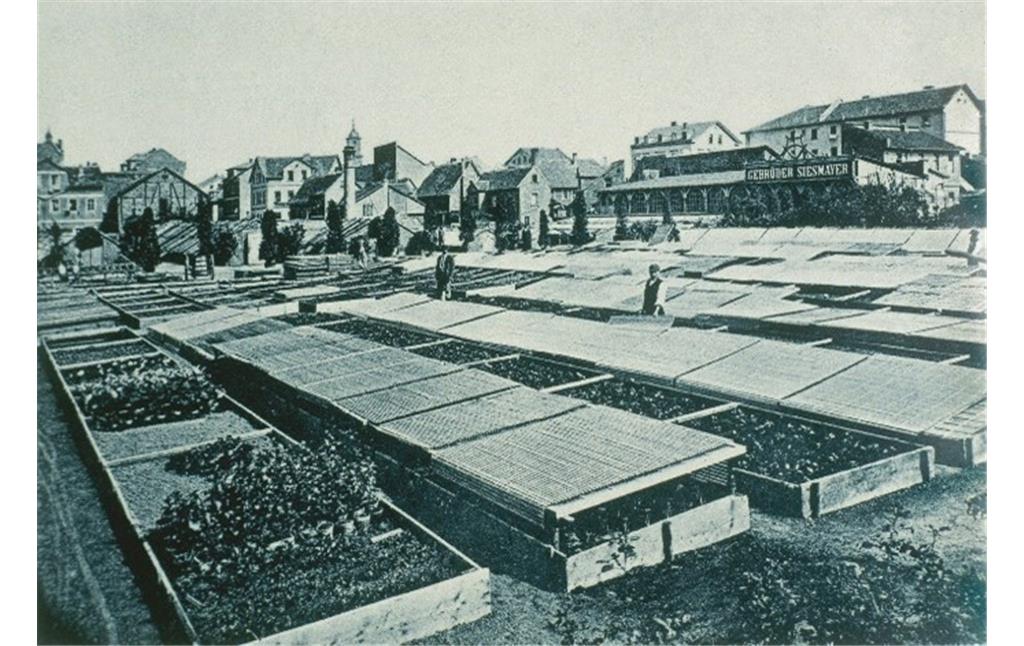 Gärtnerei Siesmayer in Frankfurt-Bockenheim mit Frühbeetkästen (um 1895)