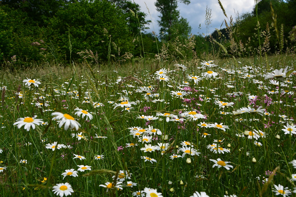 Blütenvielfalt auf den Feuchtwiesen im Naturschutzgebiet "Mummicker Siefen" (2016)