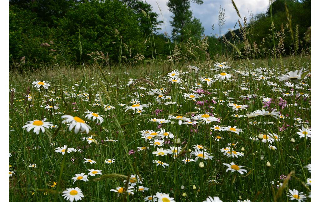 Blütenvielfalt auf den Feuchtwiesen im Naturschutzgebiet "Mummicker Siefen" (2016)