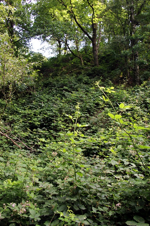 Vegetation im reliefierten Gelände des Naturparks Wildnis-Worm bei Herzogenrath (2016)