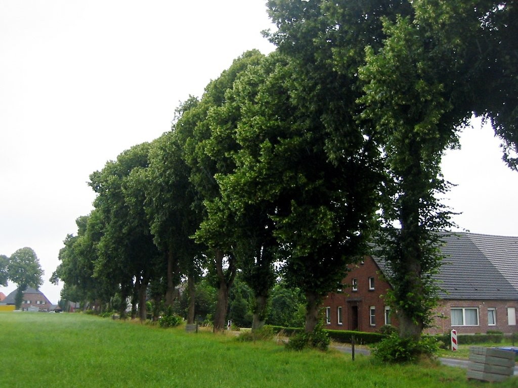 Eine Allee und Gebäude in der Siedlung Louisendorf (2009).