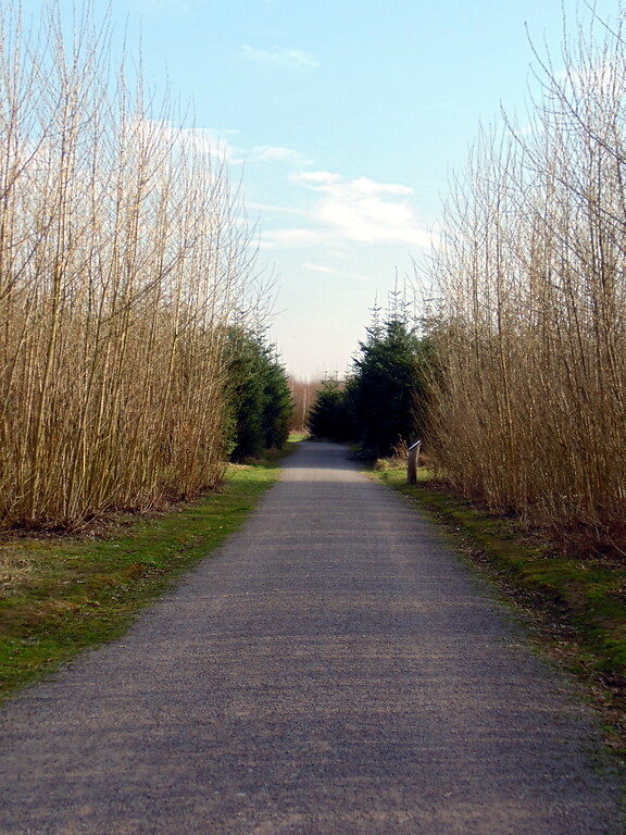 Sich abwechselnde Waldbilder entlang des Hauptwegs im Waldlabor im Stadtwald in Köln-Junkersdorf (2021).