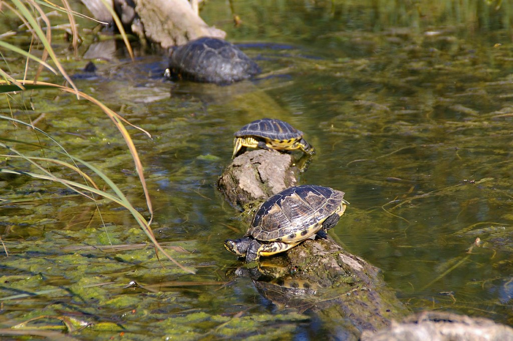 Botanischer Garten, Schildkröten im Schlossweiher (2012)