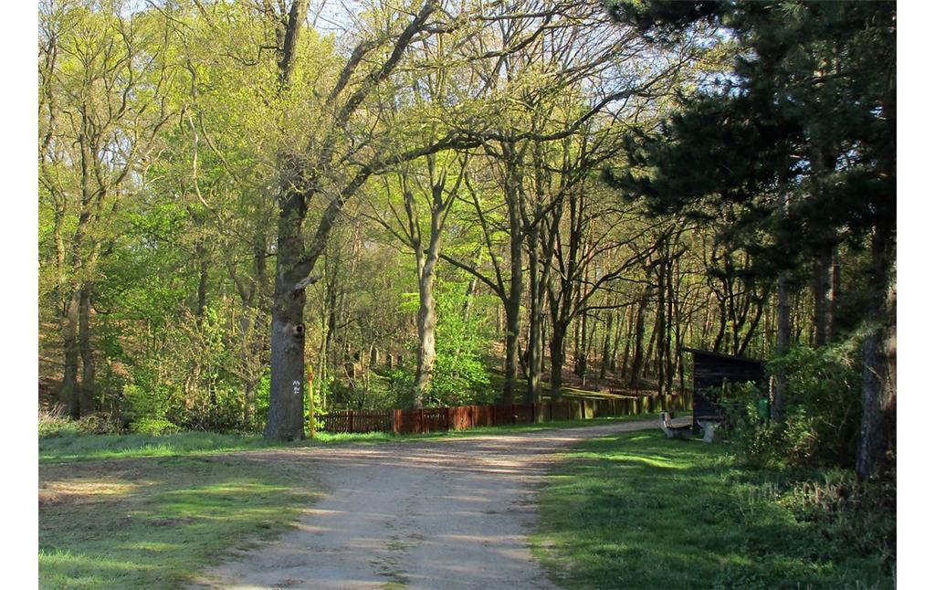 Ansicht vom Xantener Weg auf den Judenfriedhof "Bönninghardter Heide" bei Issum (2016).