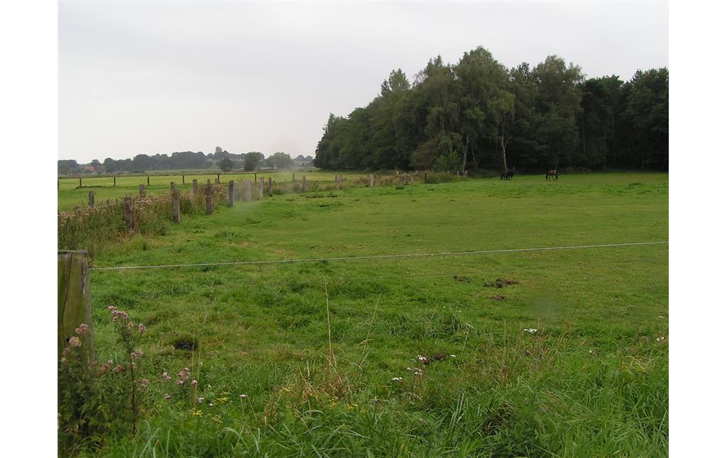 Weiden mit Pferden im Naturschutzgebiet "Torfvenn/Rehrbach" (2008).