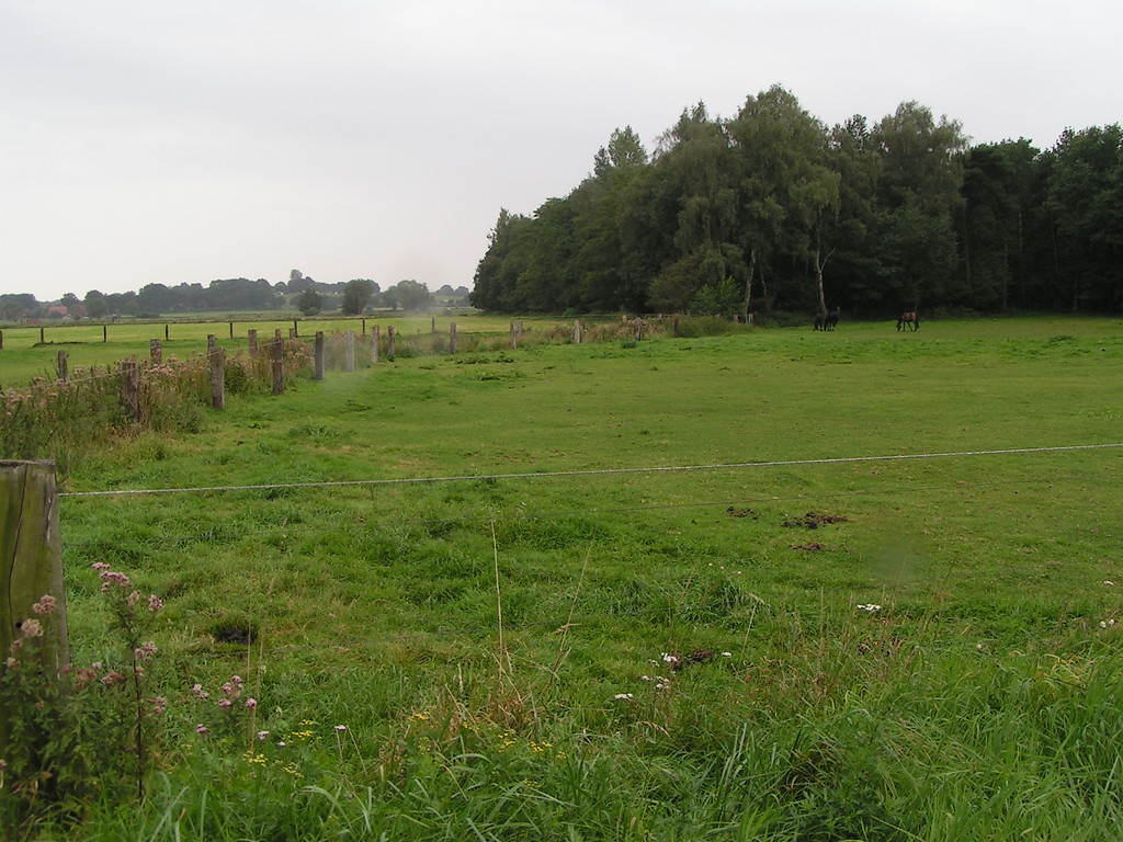 Weiden mit Pferden im Naturschutzgebiet "Torfvenn/Rehrbach" (2008).