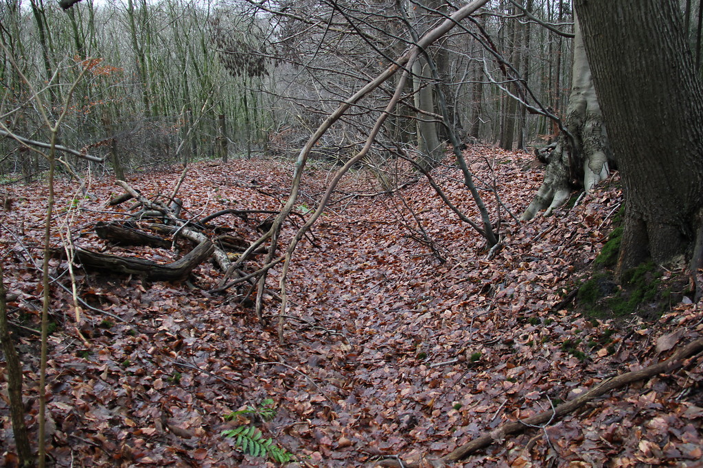 Grenzwall des Tannenbusches bei Goch (2013)