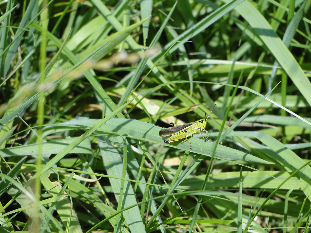 Sumpfschrecke im Gras im Uedemerbruch