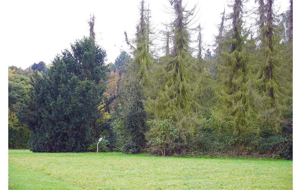 Bäume mit Beschilderung aus dem Herkunftsland des Gewächses im Friedenswald in Köln-Rodenkirchen (2021).
