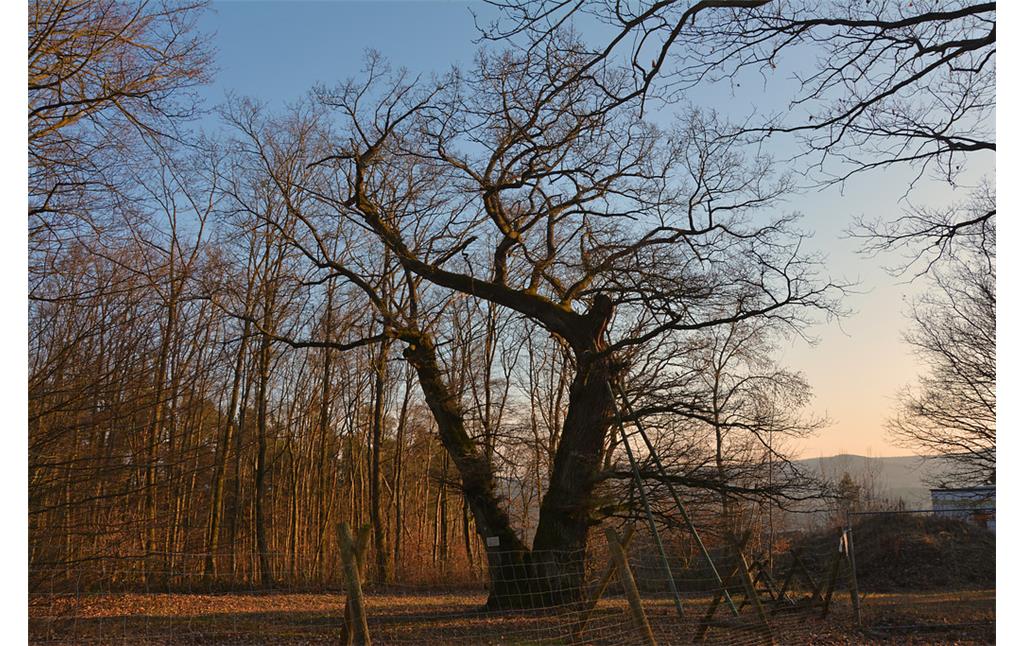 Die unter Naturschutz stehende, zweistämmige Helincheneiche in Steinborn (Eisenberg/Pfalz) (2018).