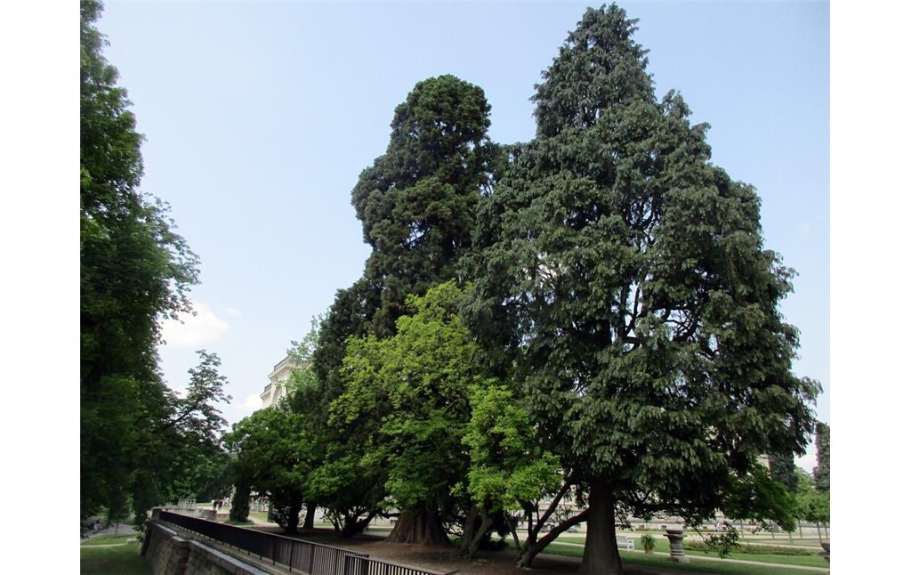 Mächtige Baumriesen in den Parkanlagen des Hügelparks der Villa Hügel in Essen-Bredeney (2023).