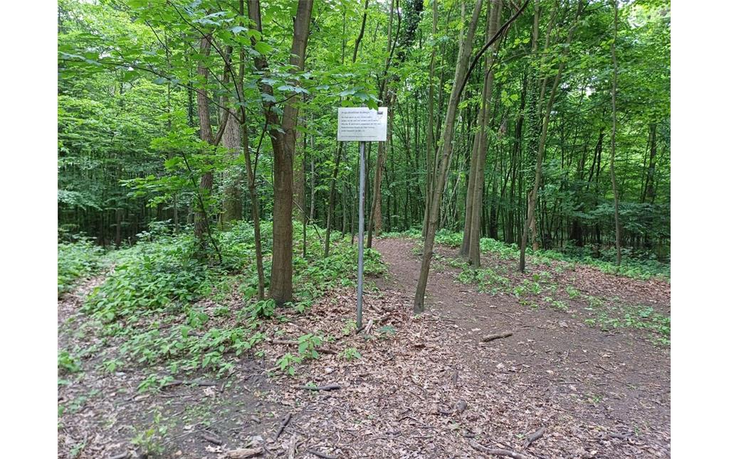 Links des Weges wird ein Grabhügel des Wedauer Hügelgräberfeldes als leichte Erhebungen im Gelände sichtbar (2023).