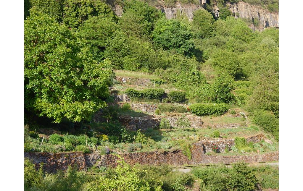 Trockenmauern der ehemaligen Weinbergterrassen unterhalb des Nitteler Fels (2017)