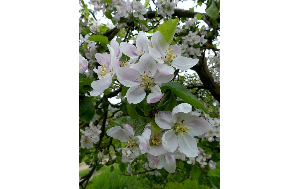 Apfelbaumblüten (2021)
