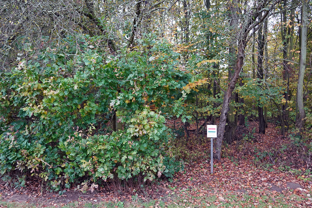 Schild mit zugehörigem Gewächs im Friedenswald in Köln-Rodenkirchen (2021).