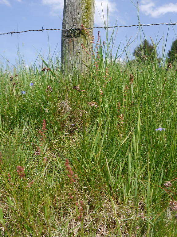 Kleinwüchsige Arten in einer Magerwiese auf einer Hangkante (2016)