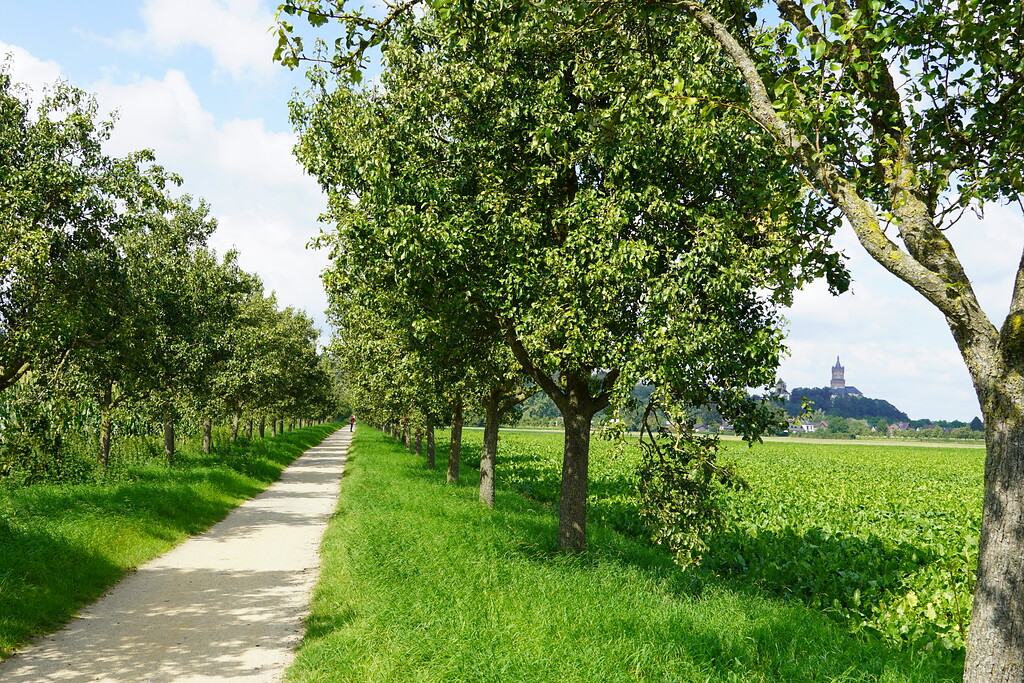 Die Birnenallee in Kleve (2021). Im Hintergrund ist die Schwanenburg zu erkennen.